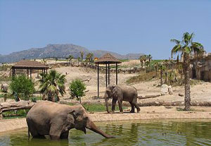 Elefantes de terra natura de Benidorm