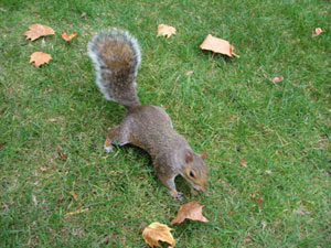 Ardilla parque de Londres