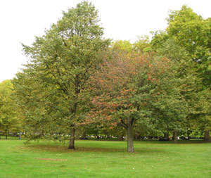 Foto Parque de Londres
