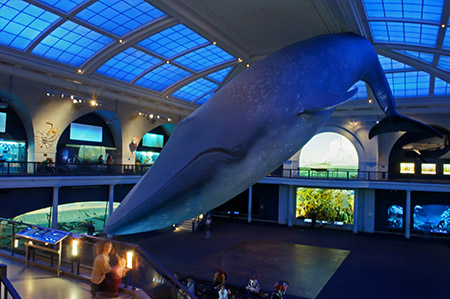 Foto de la ballena del Museo de Historia Natural de Nueva York