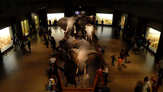 Elefantes del Museo de Historia- Natural de Nueva York