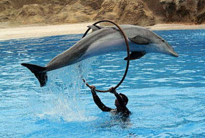 Foto Salto acrobtico del Delfn en el Loro Parque