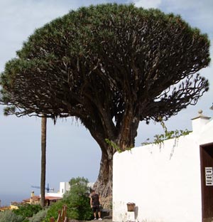 Drago Milenario - Dracanaceae. Dracaena Draco