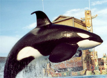 Foto de una Orca en el Loro Parque