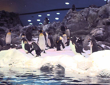 Fotos de los Pinginos del Loro Parque