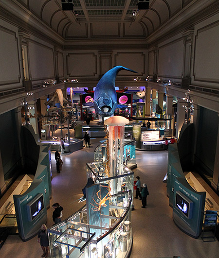 Ballena en el Museo Nacional de Historia Natural de Smithsonian