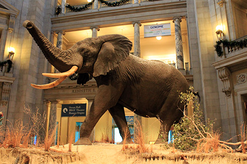 Elefante del Museo Nacional de Historia Natural de Smithsonian